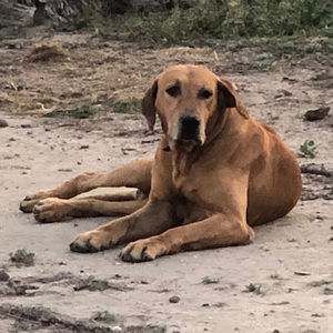 Meet your Posher, Mckinzie